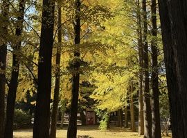 紅葉[町田/パラジェル]